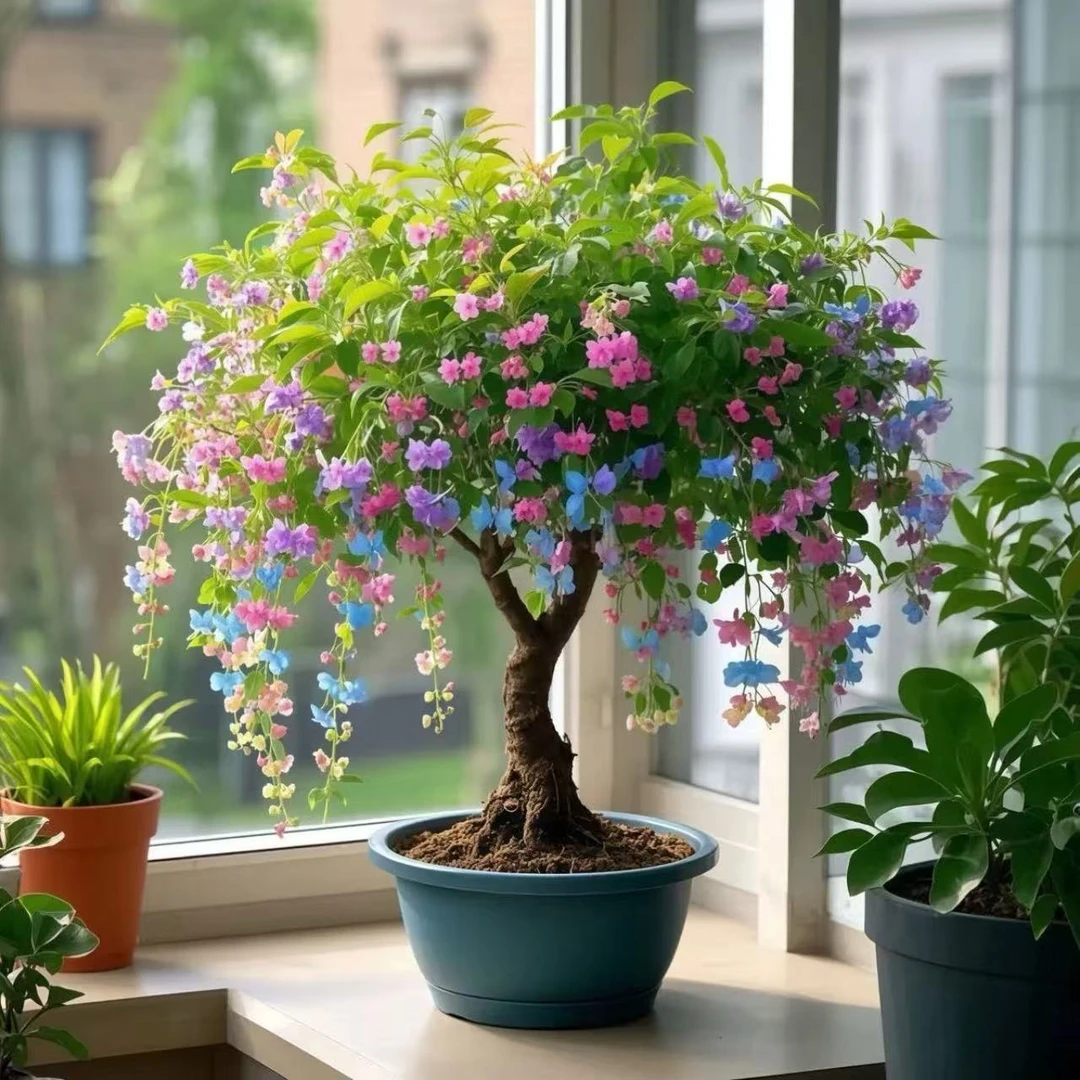 四季开花金丝吊蝴蝶树苗盆栽室内花卉绿植新手好种好养活