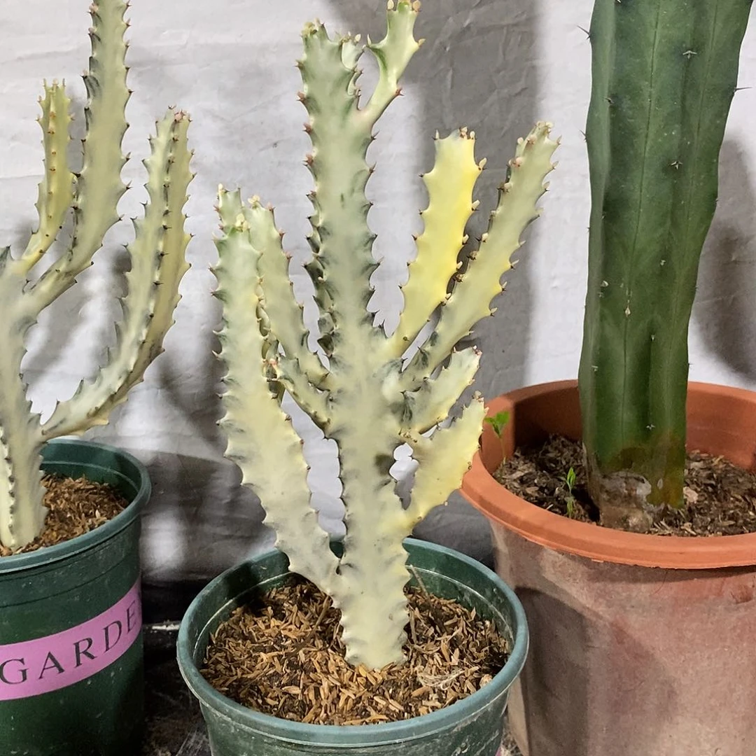 无花朵白龙骨一物一拍