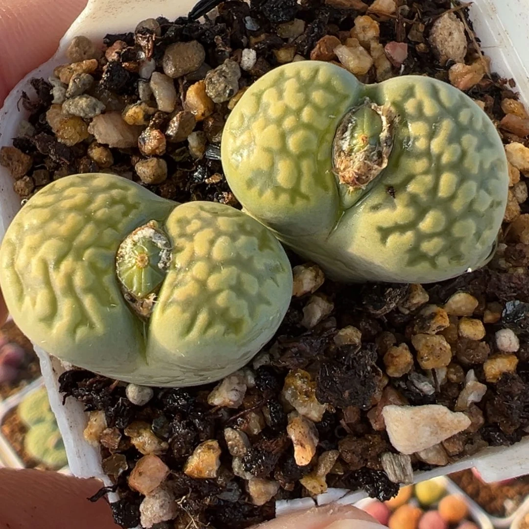175多肉植物种类多样