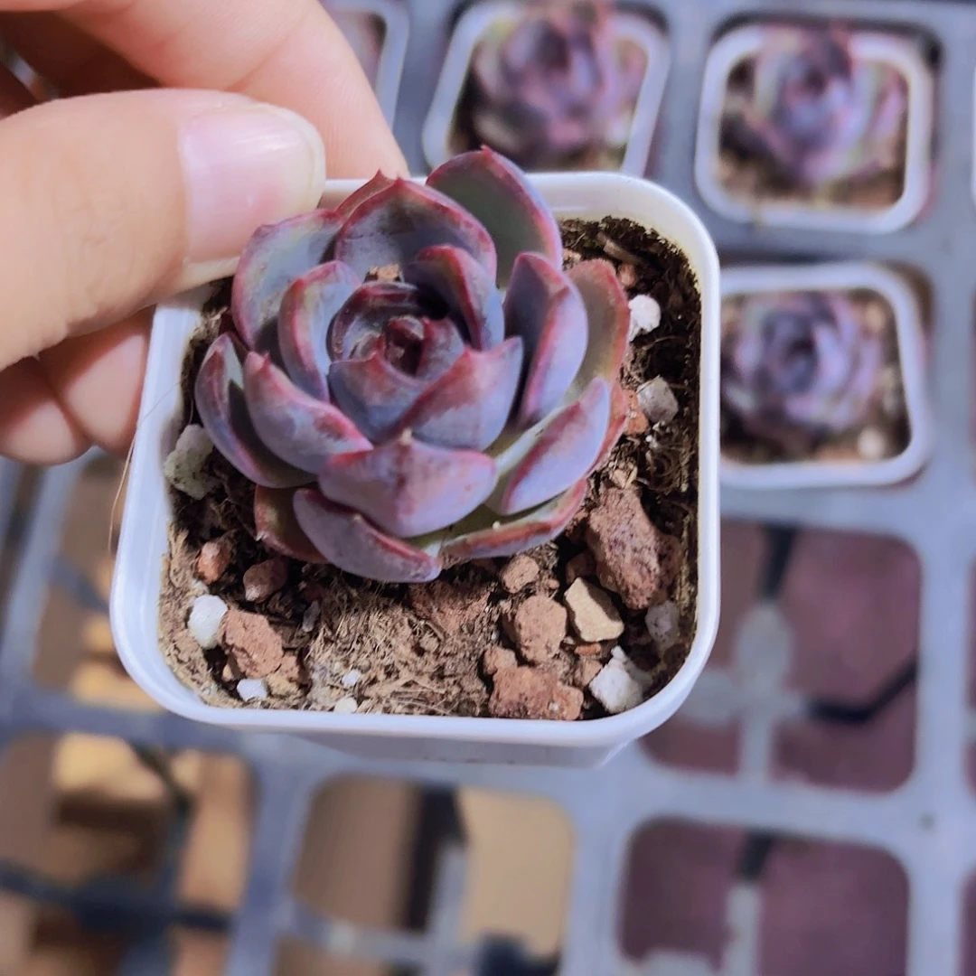 精品黑橙多肉植物