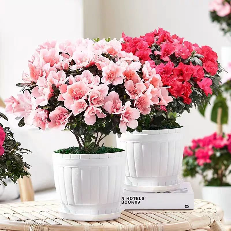 杜鹃花盆栽花卉植物室内阳台四季开花带花苞绿植好养易活
