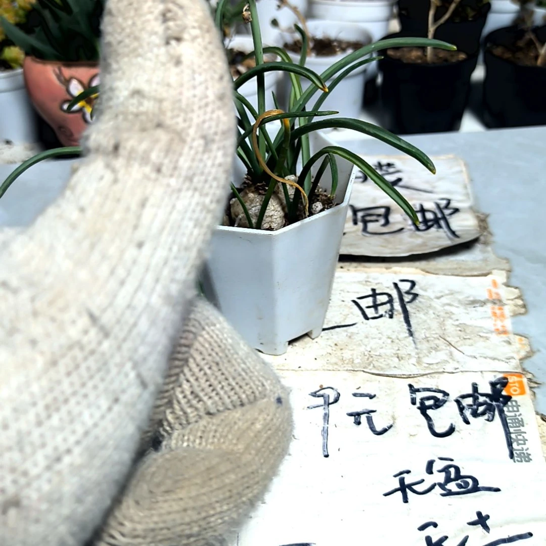 满9元包邮，风信子无售后