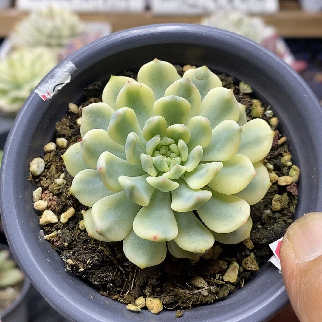 1743 蓝苹果覆轮锦
