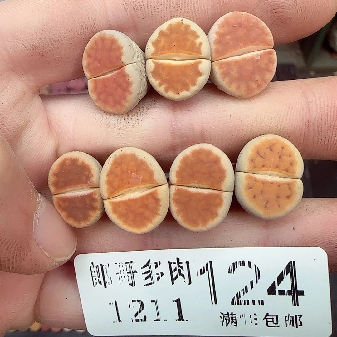 满满18包邮1211-124