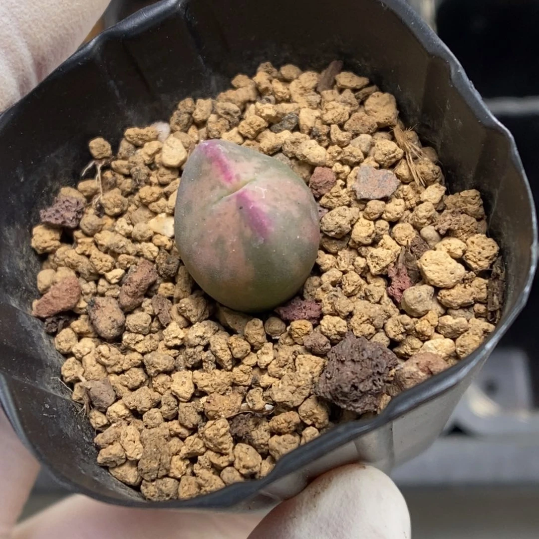 多肉植物肉锥杂交K-4487（1.3）将杂 粉色花斑锦