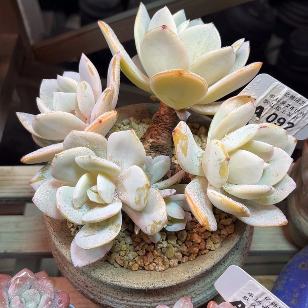 国版奶茶duodetayujuni