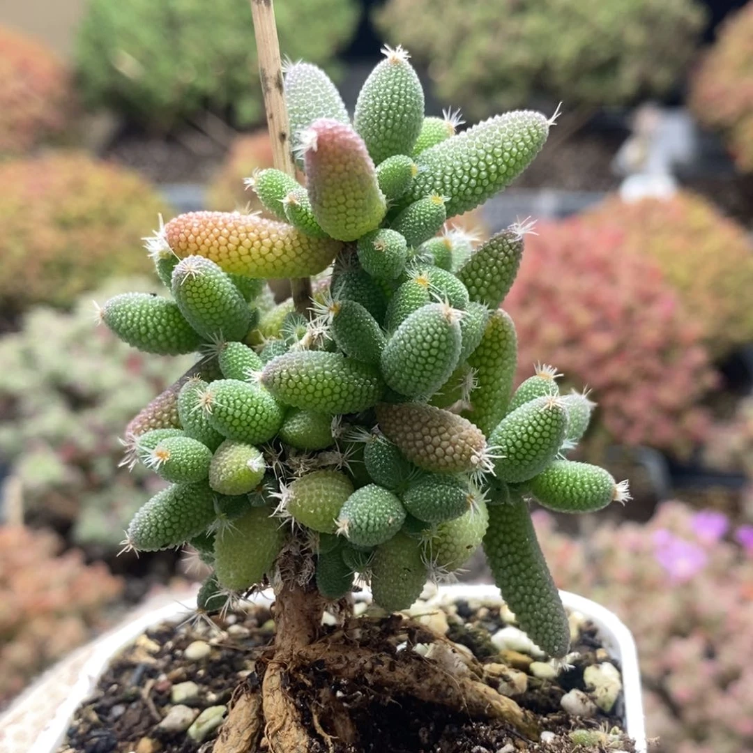 实生玉米8072枝干番杏