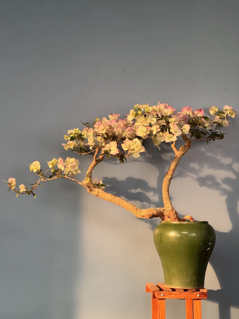 【三角梅盆景原生甄选】三角梅鲜活植物，运输中会落花落叶介意慎拍