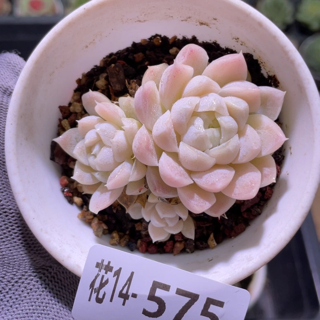 花利美14-575白月影