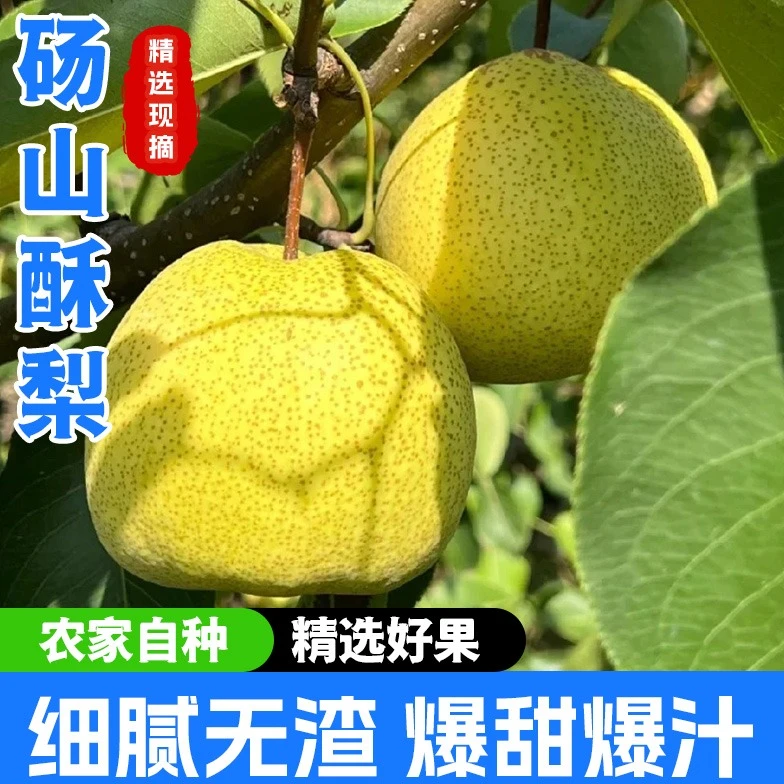 正宗砀山酥梨清热解燥脆嫩多汁家庭分享产地直发清甜爽口老树梨当