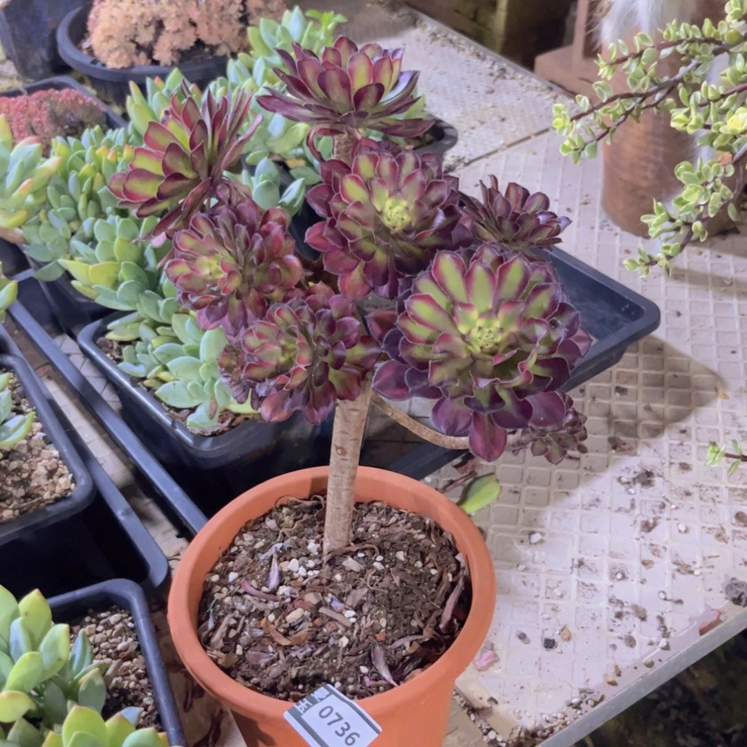 法师多肉植物0736