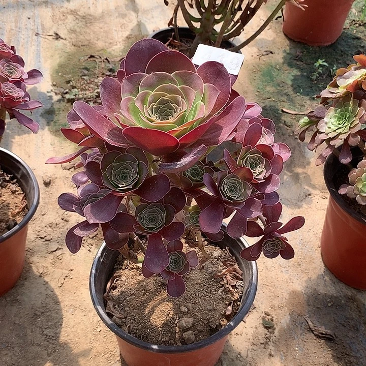 多肉植物魅金玫瑰491号
