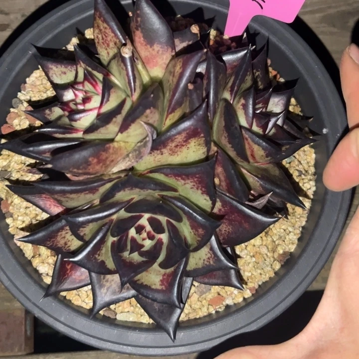 特一个111111111111