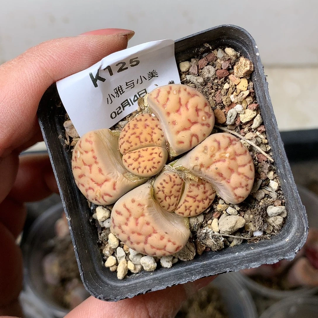 K125多肉植物保护研究所