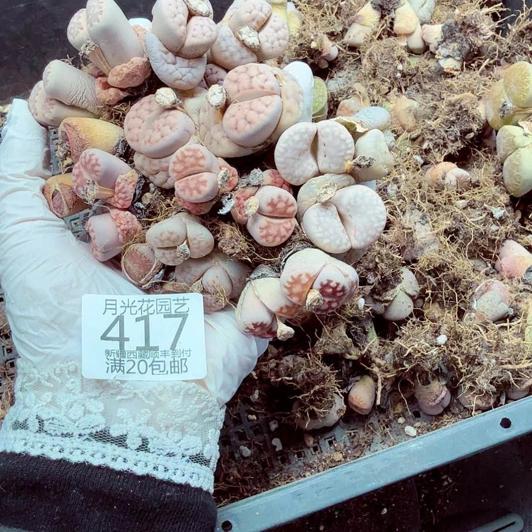 哈哈笑了啊太有道理啊417