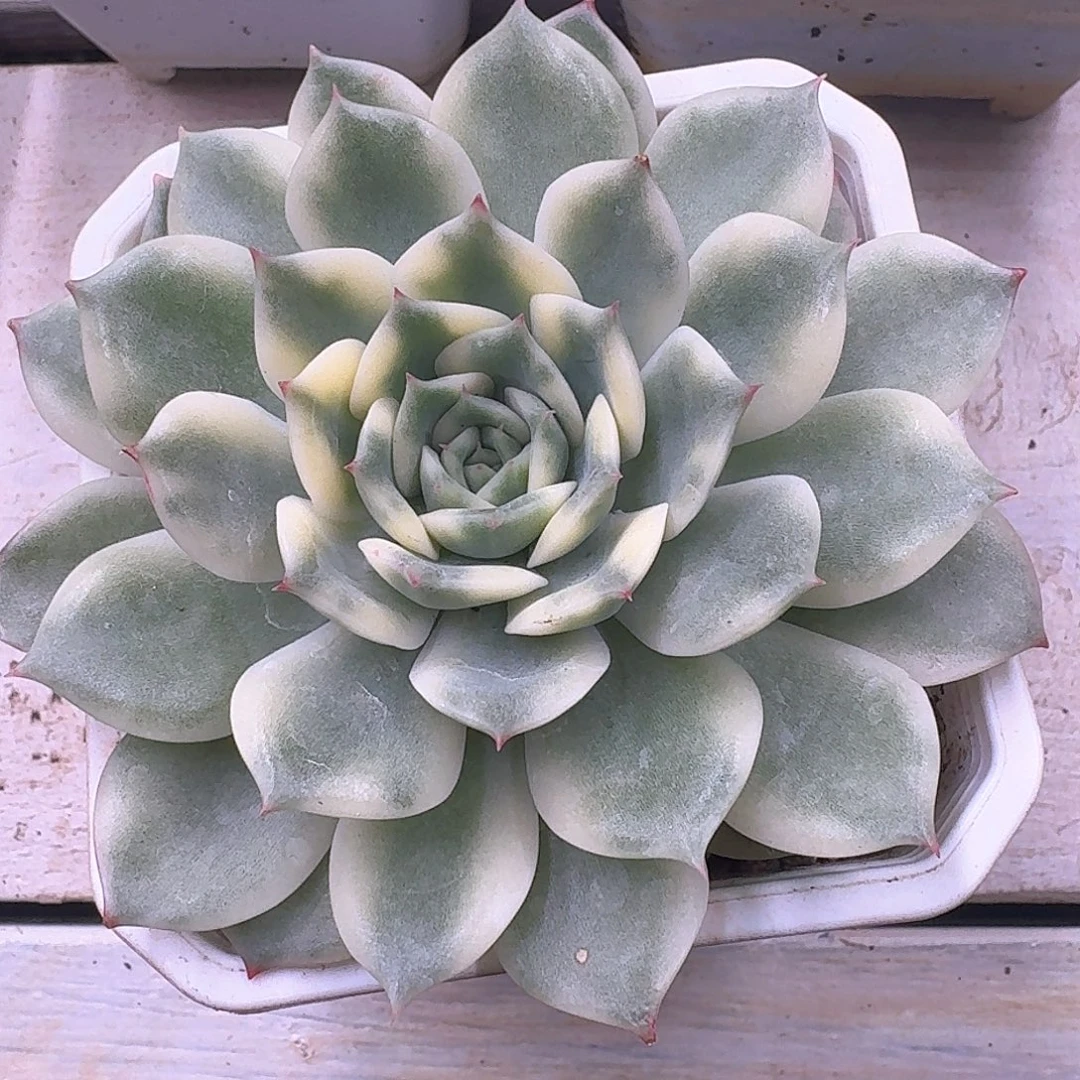 艾丽卡锦多肉植物
