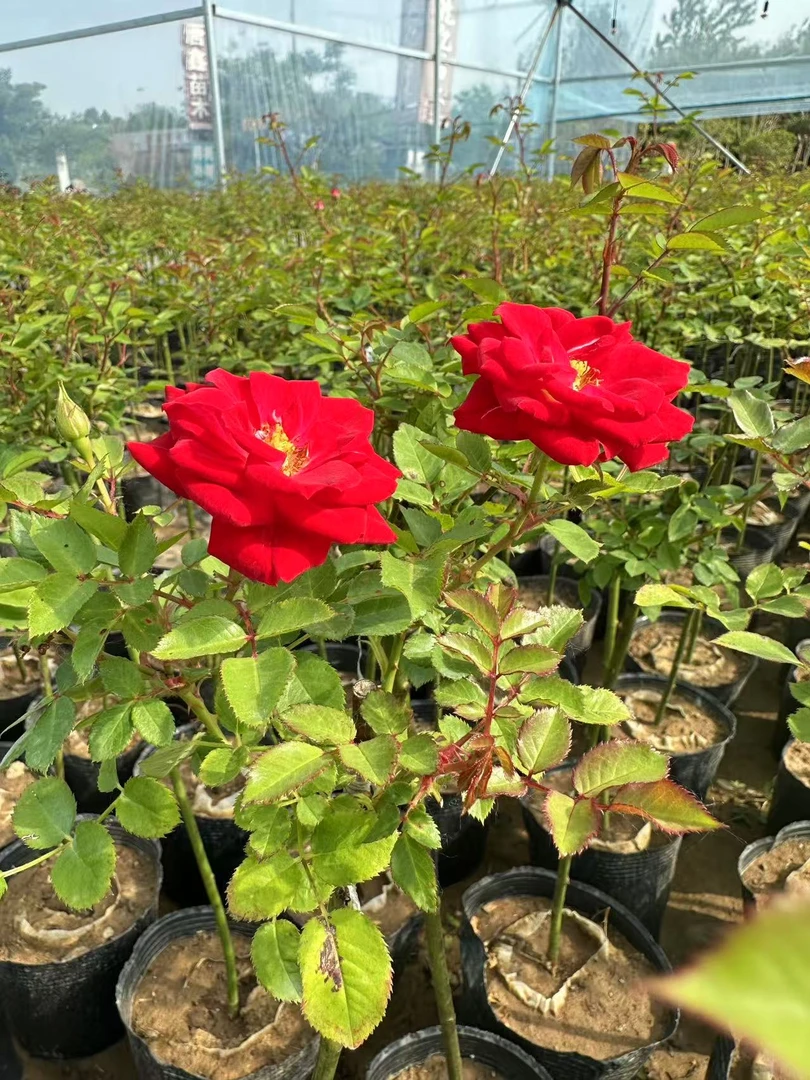 月季花小女孩福袋
