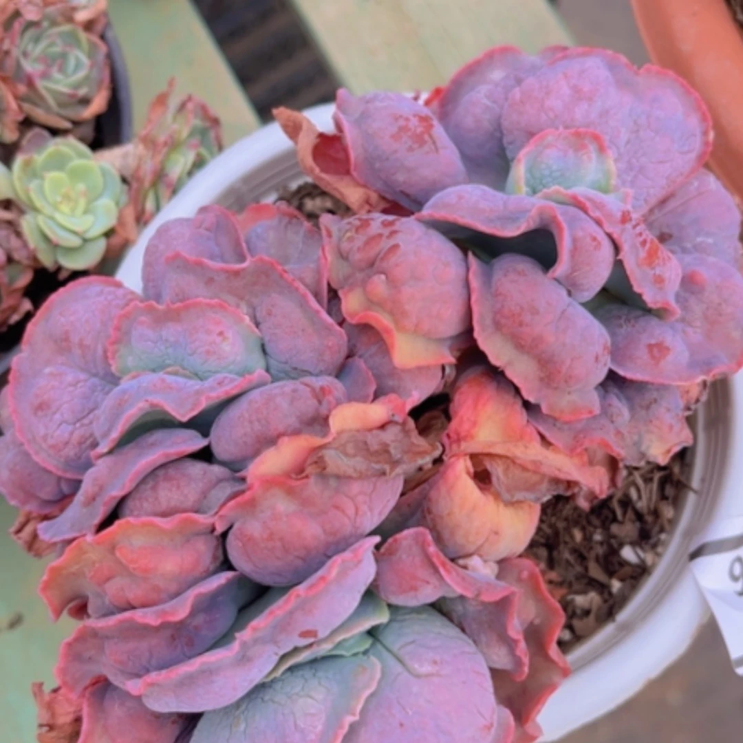 【闪购商品】男爵2466