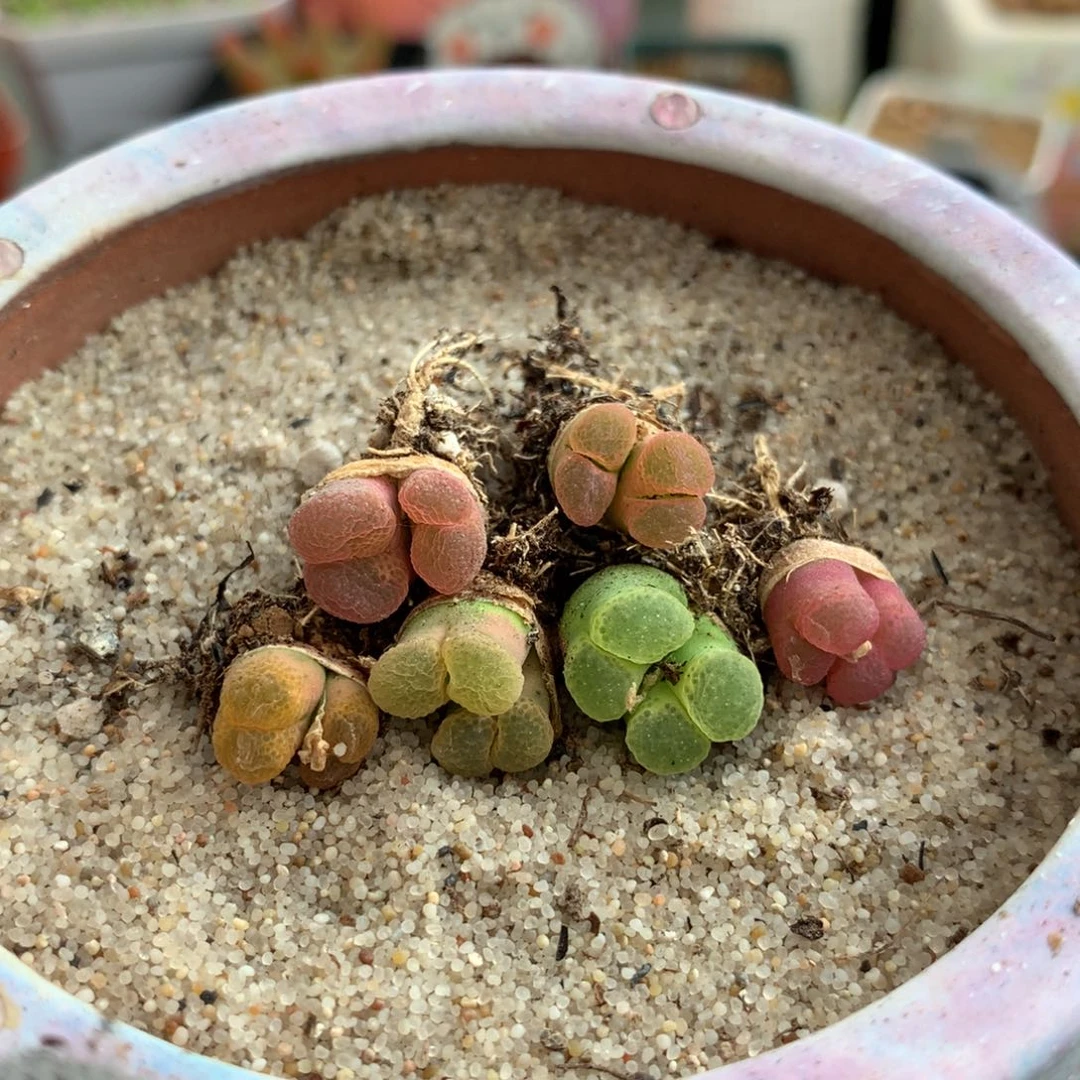 890粉樱风铃母本