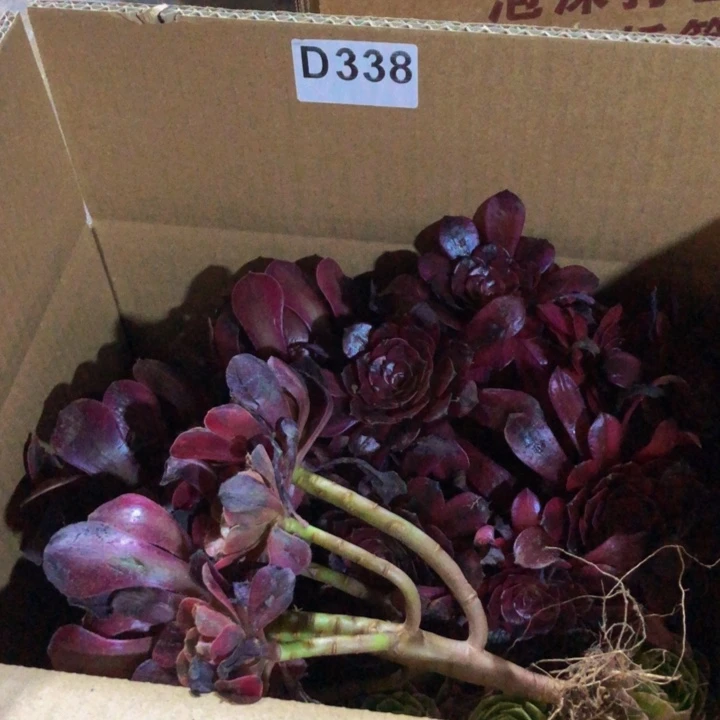法师多肉植物组合338
