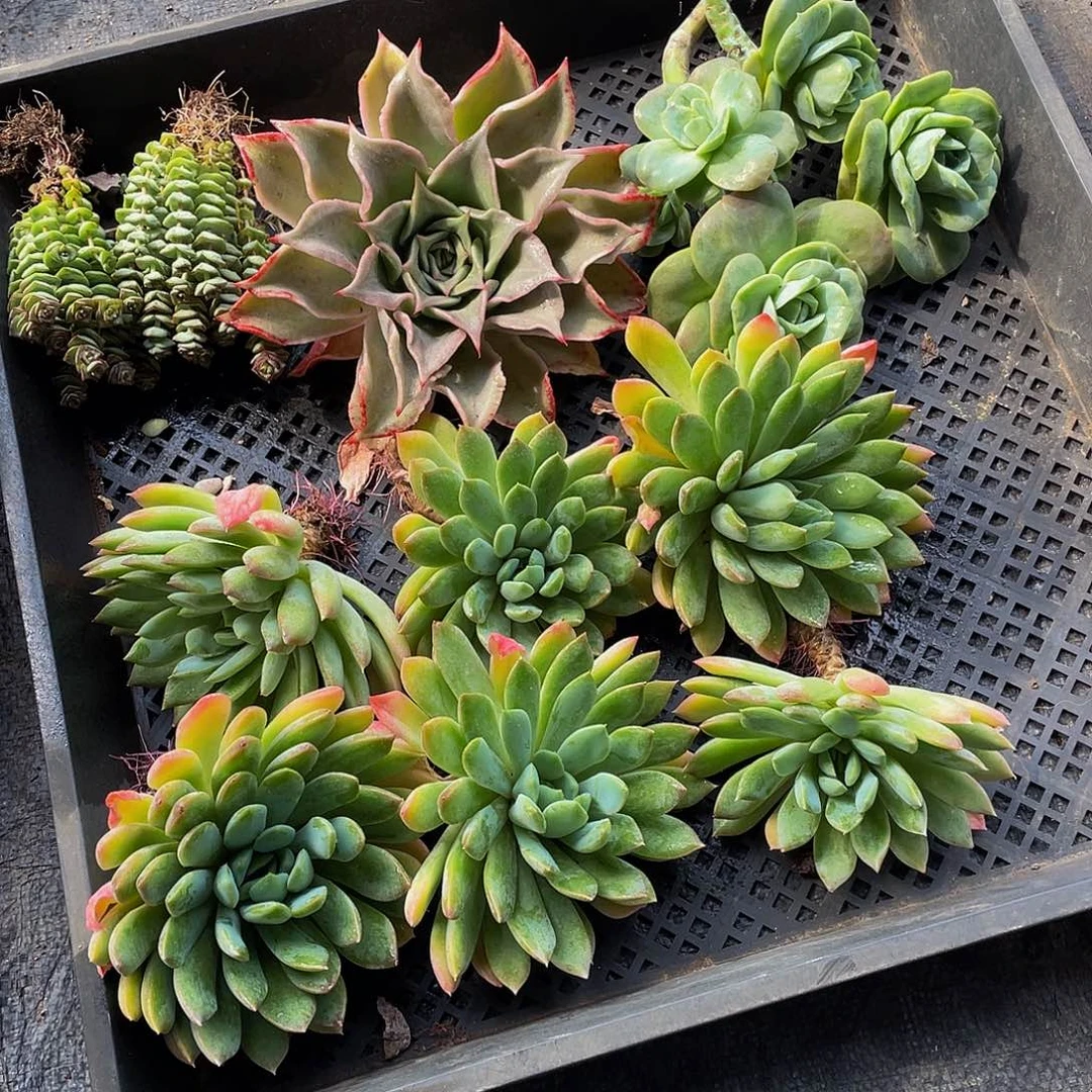 组合多肉植物一框