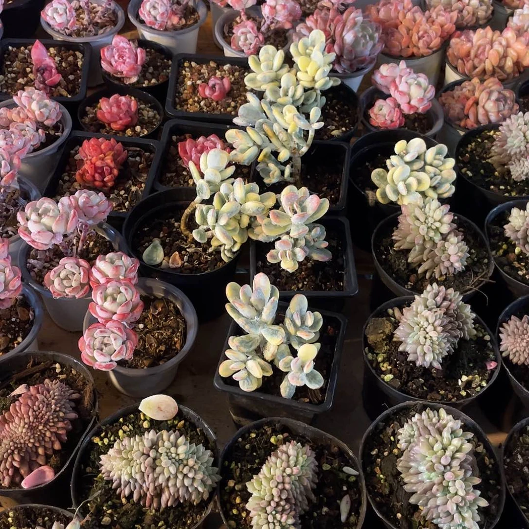 乒乓福娘满20包邮脱土发货