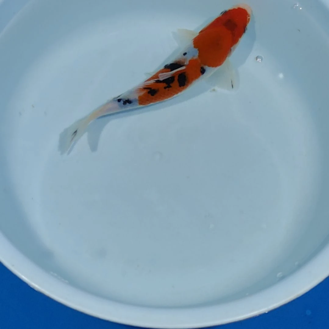 锦鲤17公分大正不寄养手术过