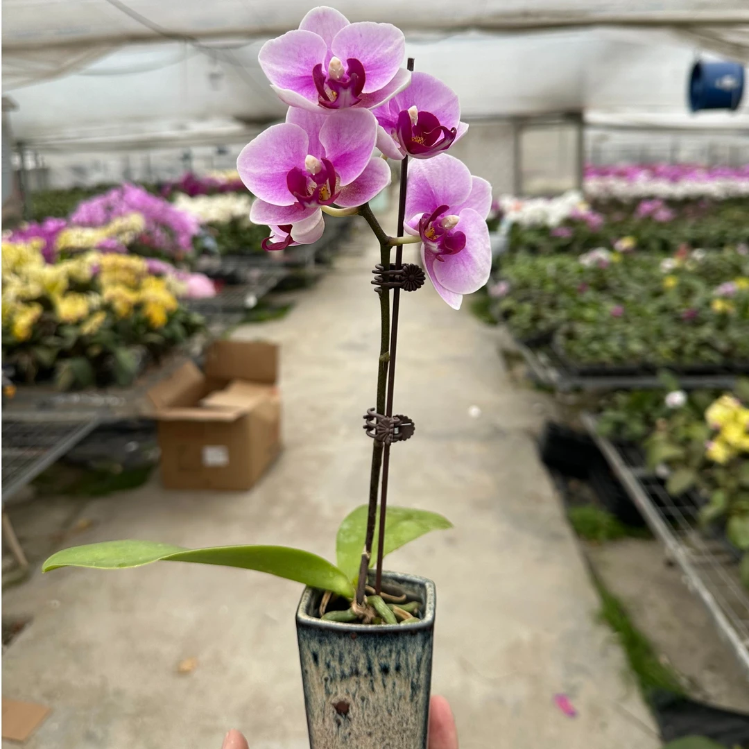 【 袖珍花 单株带陶瓷盆】组盆带盆发货 办公桌 卧室 蝴蝶兰组盆  年宵花江浙沪同城次日达