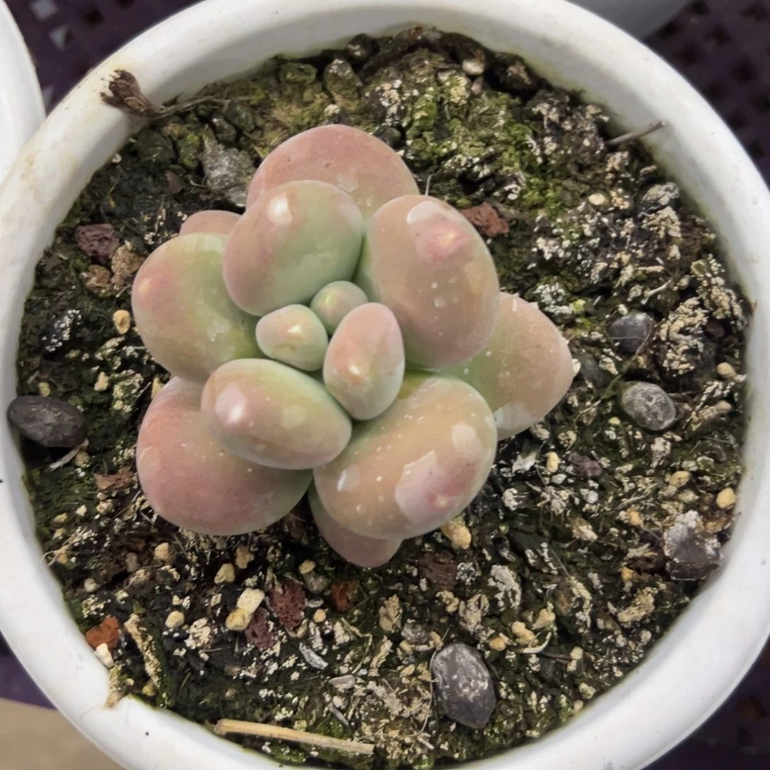 张张精品多肉刚果