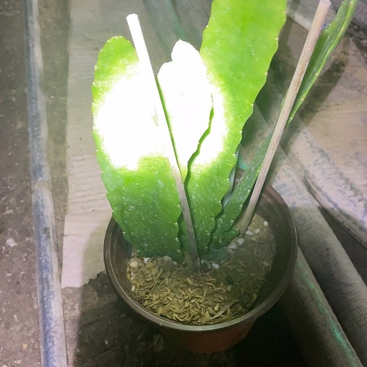 硬件荷花盆栽小粉苗