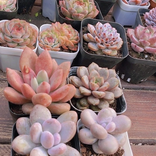 桃花源➕原始奶酪➕桃美人➕葡萄