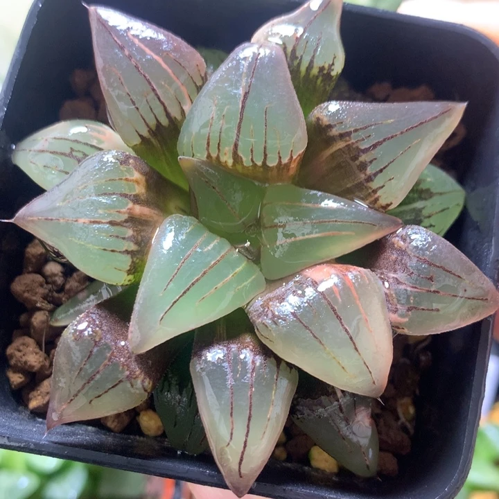 红纹寿锦一物一拍