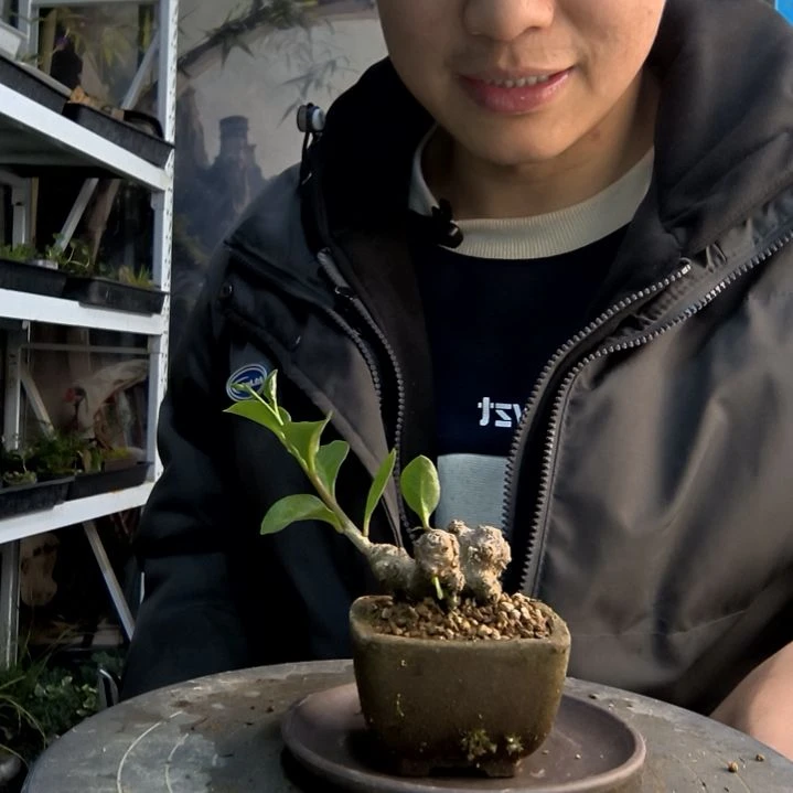 蜜****?小盆景小植物一物一拍28
