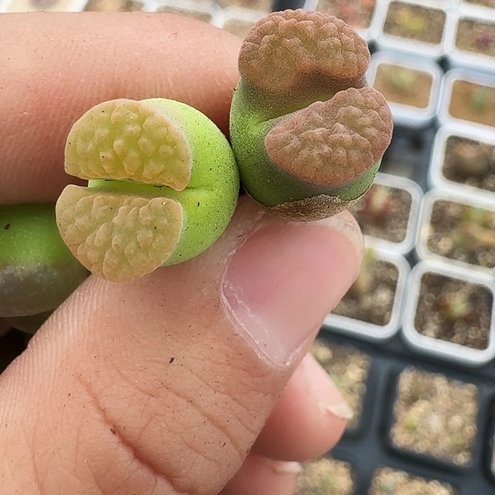 无花朵一****?多肉植物280