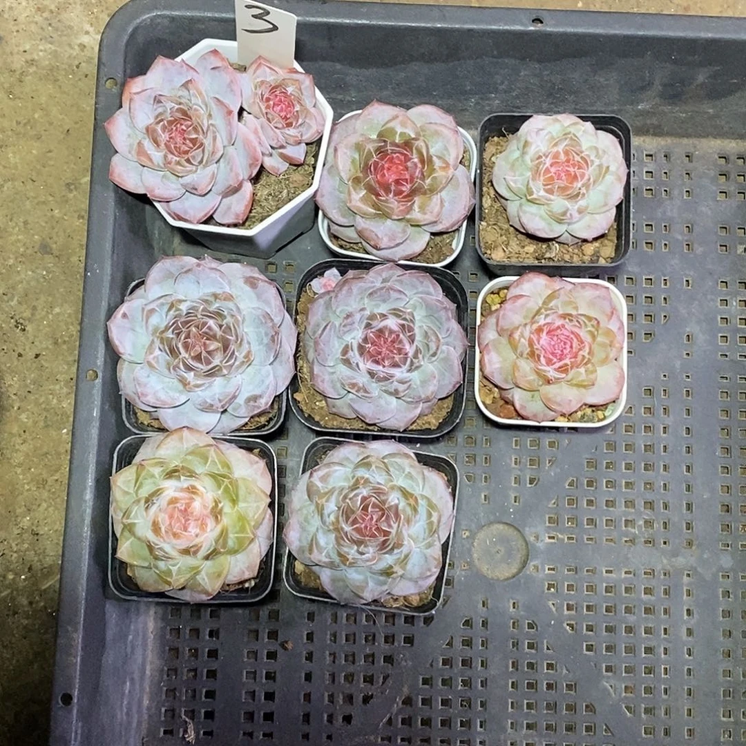 3号一筐8颗糖心带盆土发货