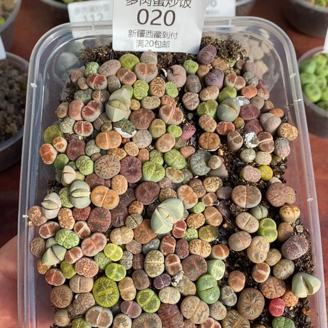 感谢您的支持，0020