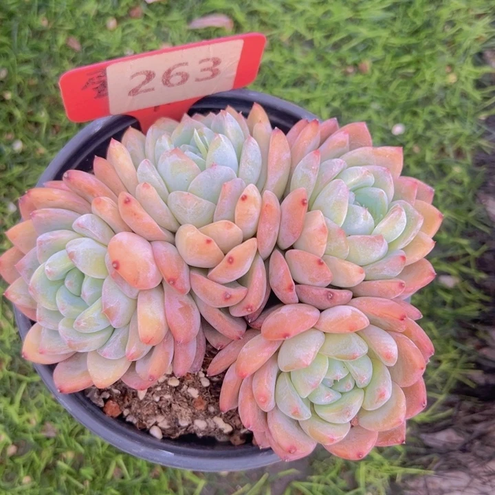 健健康康平平安安