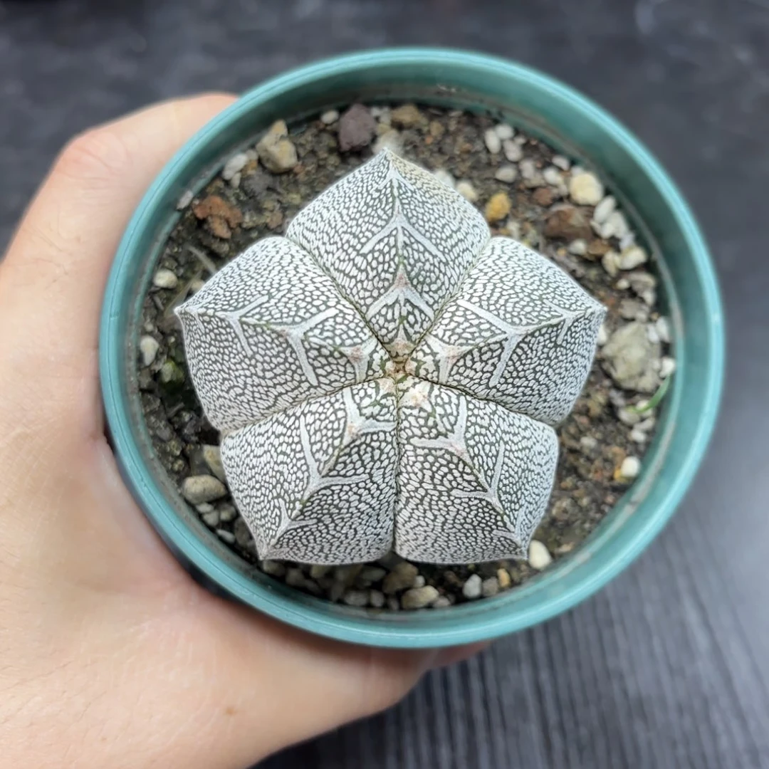 恩冢鸾凤玉带盆包邮