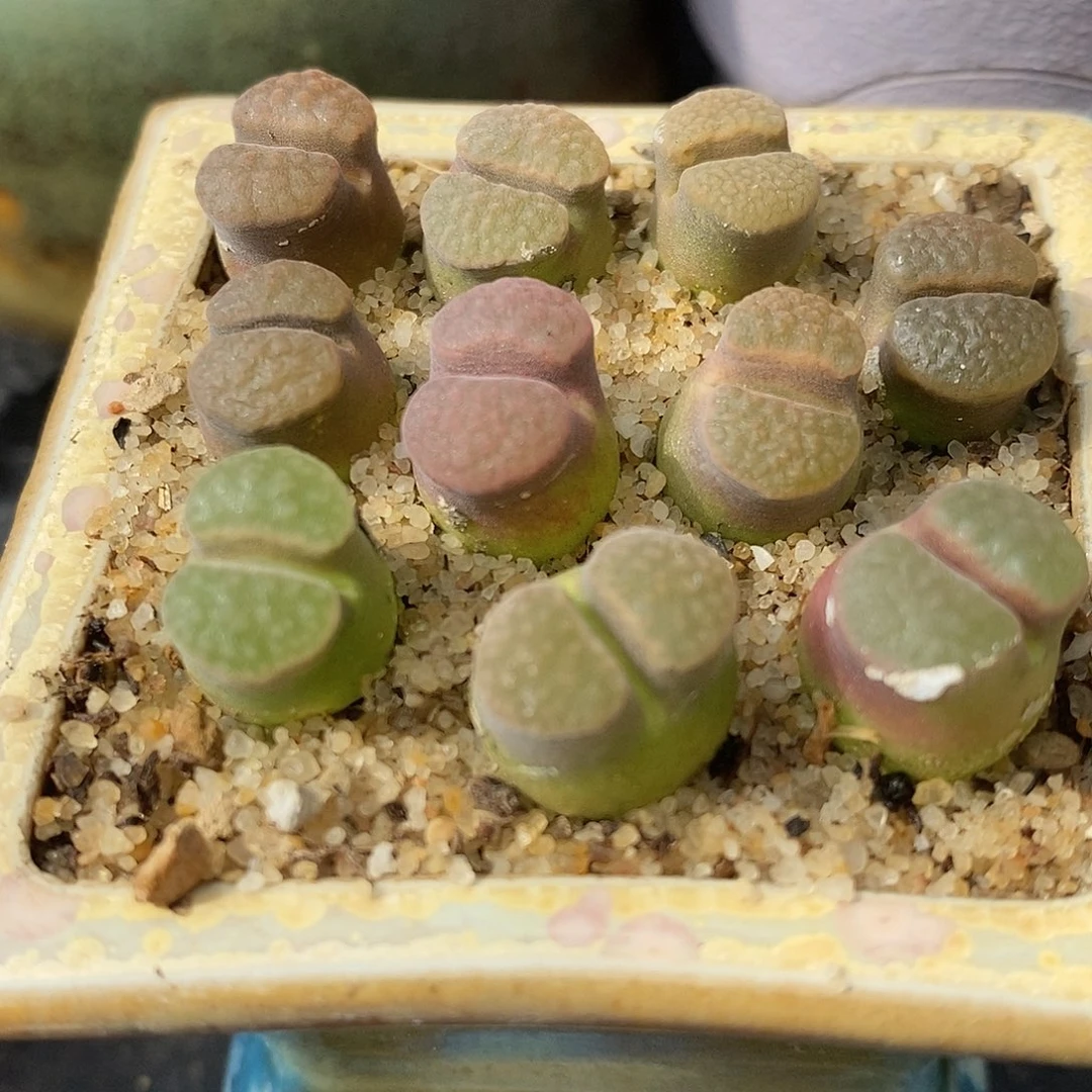 雪花磁铁风铃一颗