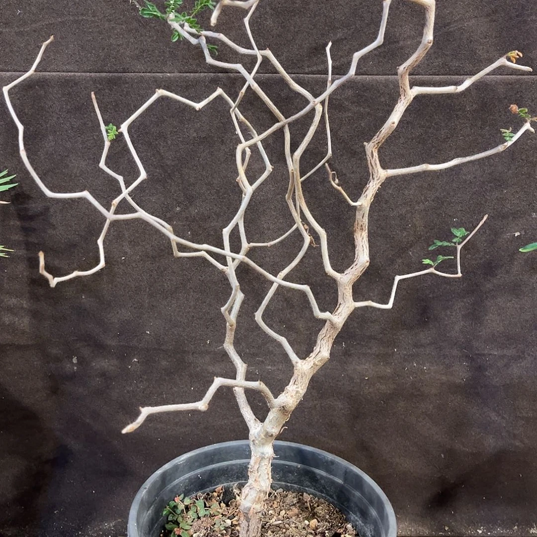 潮流植物 滔天橄榄 Z字型