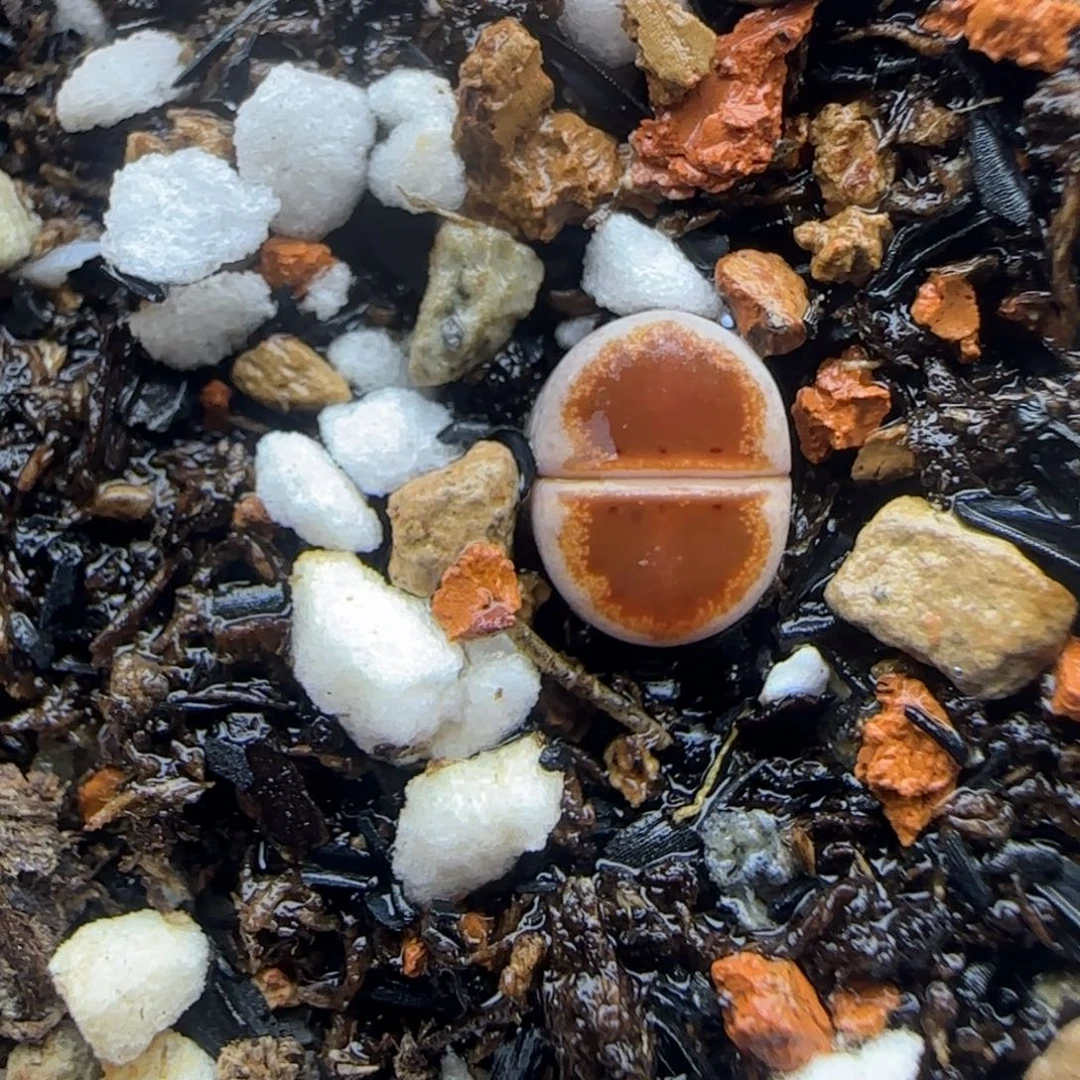 二蜕小个子黄金饼干福利大棚直播