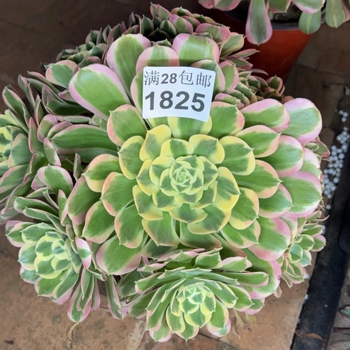 1825白凤多肉植物
