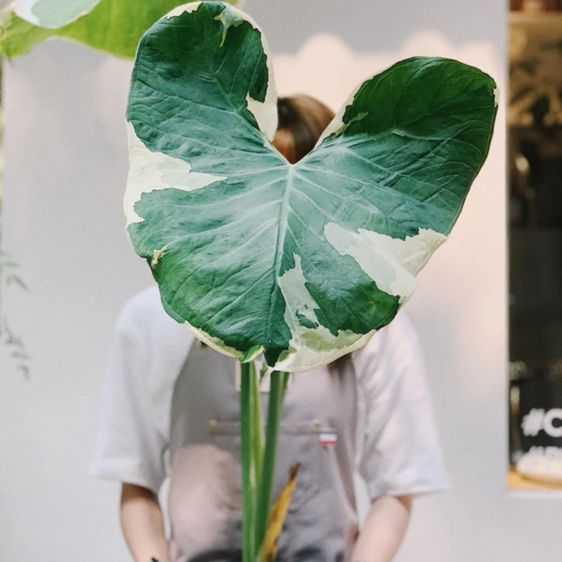 【二木林】（米奇海芋）精致耐看好养 原盆原土发货 观叶型绿植