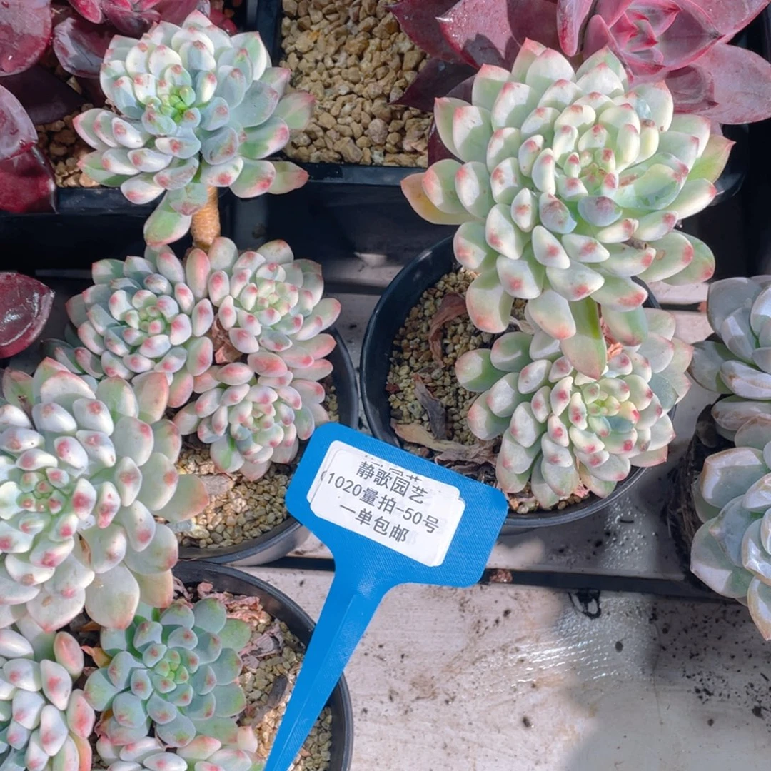 1020-50-蓝苹果锦老桩捡漏一颗