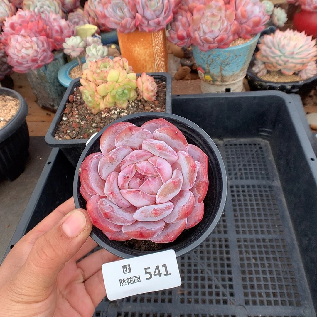 541粉星影多肉植物666