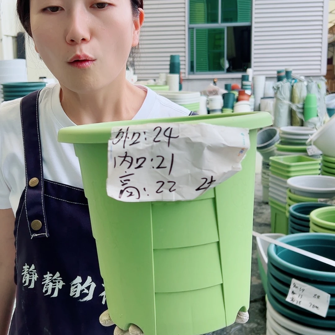 玫瑰盆240#果绿5个无托