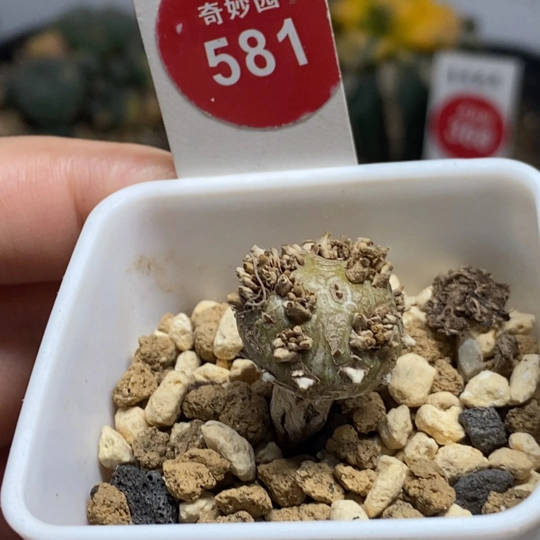 白皮月界1.7cm一棵仙人球