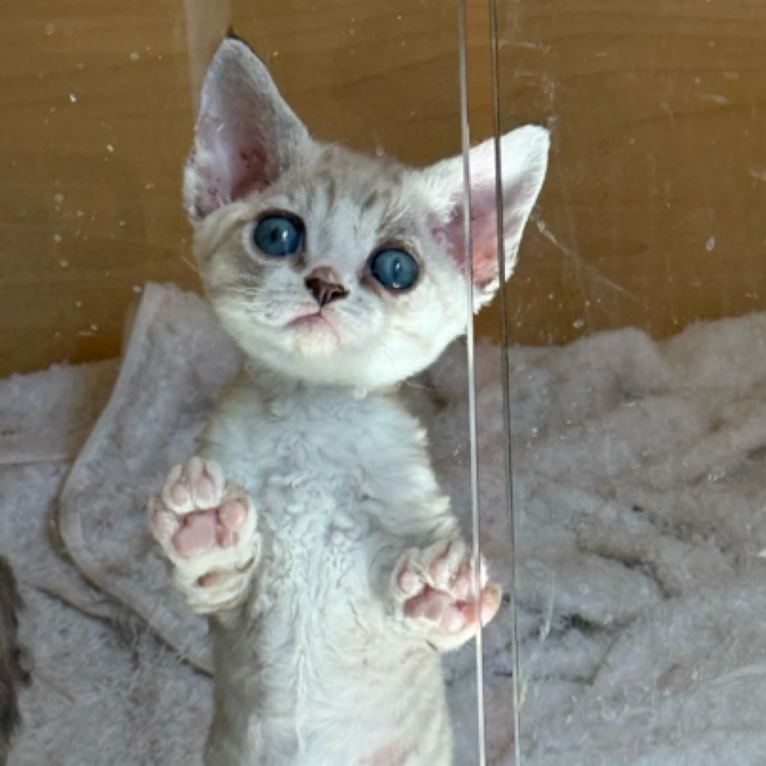 定金排队德文山猫开脸妹妹