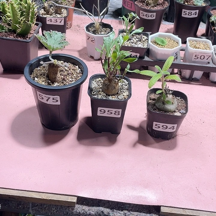 7***看575罗巴塔➕瓶干➕香妃