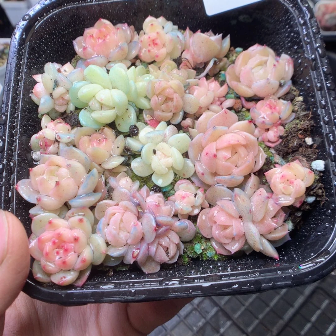 无花朵R83 yyyyyyy